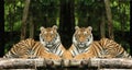 Indochinese tigers