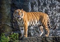 Indochinese tigers stand in the forest.