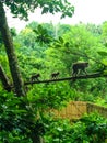 a family of monkeys on a branch in the jungle