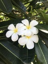 Indonesia, Bali, Nusa-Penida Island, White Frangipani - divine smell!