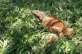 Southeast Asia Indonesia Bali Reptile Park Rimba Reptil Tropical Animals Giant Iguana Portrait Dragon Reptiles Cold Blood Dragons Royalty Free Stock Photo