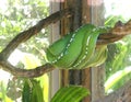 Endanger Species Reptiles Indonesia Bali Reptile Park Rimba Reptil Tropical Cold Blooded Animal Sleeping Snake Green Tree Python Royalty Free Stock Photo