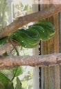 Dangerous Snakes Indonesia Bali Reptile Park Rimba Reptil Tropical Cold-Blooded Snake Green Tree Python Reptiles Sleeping Dreaming Royalty Free Stock Photo