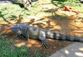 Southeast Asia Indonesia Bali Reptile Park Zoo Rimba Reptil Tropical Animals Giant Iguana Iguanas Sunbathing Nature Grass Garden Royalty Free Stock Photo