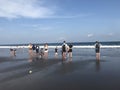 Indonesia Bali Serangan Turtle Conservation Education Center Releasing Baby Tortoise Babies Turtles Activities Beach Outdoor Sea