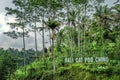 Kopi Luwak Cat Poop Coffee plantation.