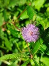 In Indonesia, this is called Putri Malu& x27;s flower, the leaves are small thorny trees