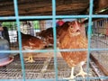 Indonesia chicken eat inhill bintan