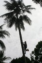 Indonesia coconut tree Royalty Free Stock Photo