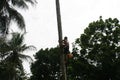 Indonesia coconut tree Royalty Free Stock Photo