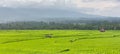 expanse of rice fields that are still green waiting for the harvest season Royalty Free Stock Photo