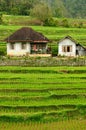 Indonesia countryside on the West Sumatra island