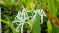 Indonesia Crinum asiaticum,Linear White Flower