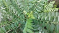 In Indonesia, curry leaves are called salam koja or temurai Royalty Free Stock Photo