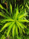Indonesia Decorative Green  Plant Royalty Free Stock Photo