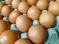 Photography of collection chicken eggs on tray