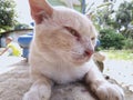 Indonesia, February 21, 2023 : this is a shaggy white cat resting.