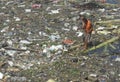 INDONESIA FLOODED SCHOOL