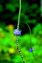 Stachytarpheta jamaicensis, small flower, cute and beautiful