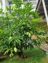 Indonesia Green Mango Tree