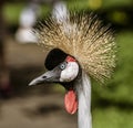 Indonesia - Grey Crowned Crane seen in the wild