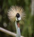 Indonesia - Grey Crowned Crane seen in the wild