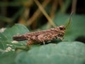 In Indonesia, Its called stone grasshopper because its bodies like a stone