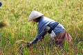 Indonesia, Java: Rice agriculture