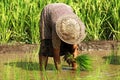 Indonesia, Java: Work in ricefield