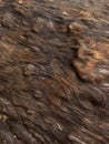carved bark texture Royalty Free Stock Photo