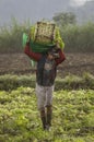 Indonesia, June 13 2022 - Lettuce harvesters bringing in a fresh crop