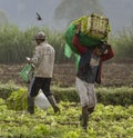 Indonesia, June 13 2022 - Lettuce harvesters bringing in a fresh crop