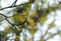16-04-2018 indonesia, leaves of swietenia macrophlla and sky tree