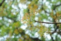 16-04-2018 indonesia, leaves of swietenia macrophlla and sky tree