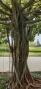 Indonesia, Lippo Cikarang April 11 2023. An old shady tree that looks exotic on the shoulder of the road around Lippo Cikarang