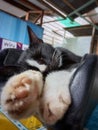 Indonesia, March 1, 2023 : this is a black cat taking a nap on the table. Royalty Free Stock Photo