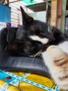 Indonesia, March 1, 2023 : this is a black cat taking a nap on the table. Royalty Free Stock Photo