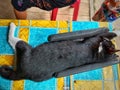 Indonesia, March 1, 2023 : this is a black cat taking a nap on the table.