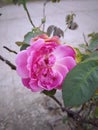 Indonesia, March 2023, this is a pink rose that has bloomed and is getting old or falling.