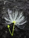 Indonesia, May 2, 2023. photo of blossom of a white powderpuff tree calliandra, this plant grow in the garden.