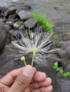 Indonesia, May 2, 2023. photo of blossom of a white powderpuff tree calliandra, this plant grow in the riverside.