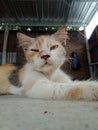 A striped fur cat lies on the garage floor in a relaxed close-up pose