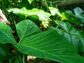 Bogor taro trees that thrive in the yards of Palembang residents