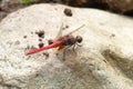 Indonesia: a perching dragonfly Royalty Free Stock Photo