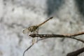 Indonesia: a perching dragonfly Royalty Free Stock Photo