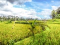 Indonesia - Rice field and clouds Royalty Free Stock Photo