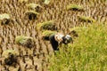 Indonesia, Rice-workers