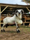 Indonesia's Best Goat Called ' Domba Garut '