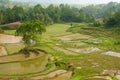 Indonesia, Sulawesi, Tana Toraja, Rice terraces