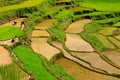 Indonesia, Sulawesi, Tana Toraja, Rice terraces Royalty Free Stock Photo